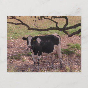 Carte Postale Vache mûre sous arbre