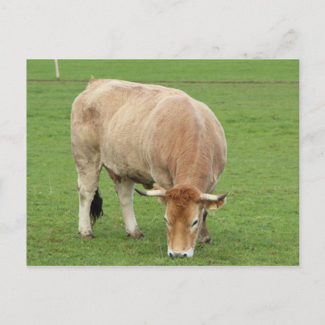 Carte Postale Vache nantaise dans un champ (Devant)