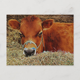 Carte Postale Vache nichée