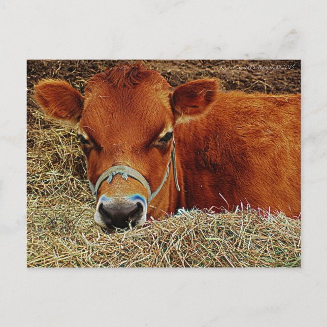 Carte Postale Vache nichée (Devant)