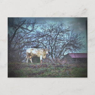 Carte Postale Vache noire