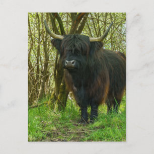 Carte Postale Vache Noire Des Highlands Dans Les Bois
