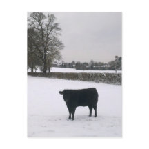 Carte postale Vache noire en neige