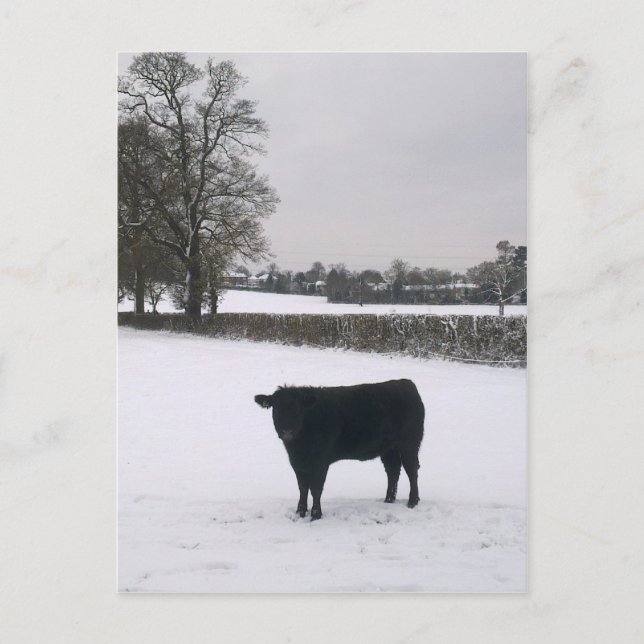 Carte postale Vache noire en neige (Devant)