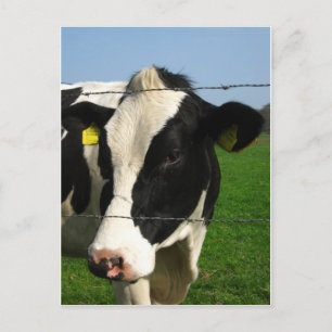 Carte Postale vache noire et blanche près