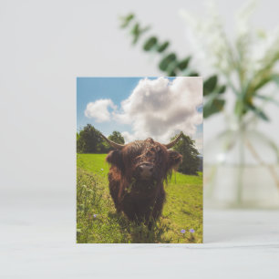 Carte Postale Vache noire pâturage vert champ soleil
