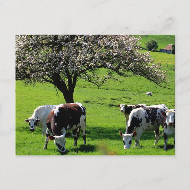 Carte Postale Vache parmi les pommiers en fleurs en Normandie (Devant)