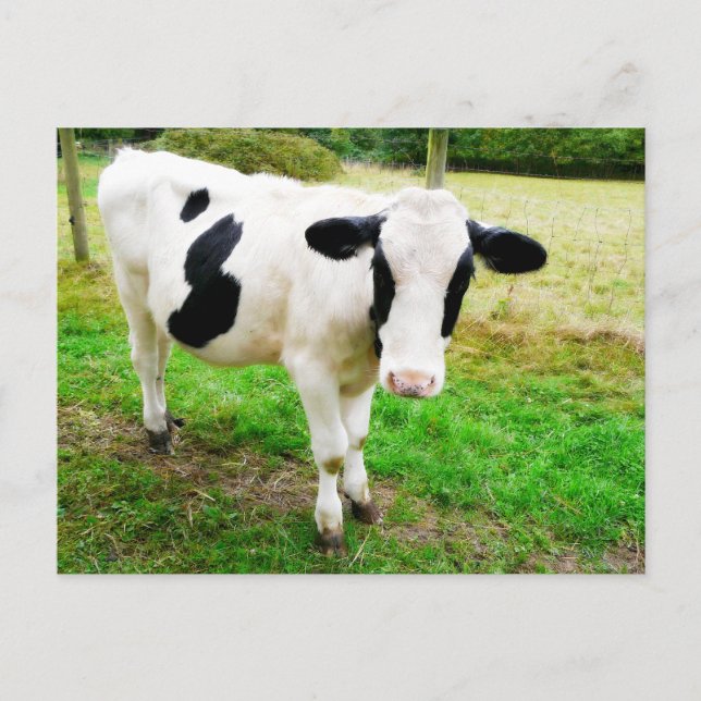 Carte Postale Vache S noir et blanc (Devant)