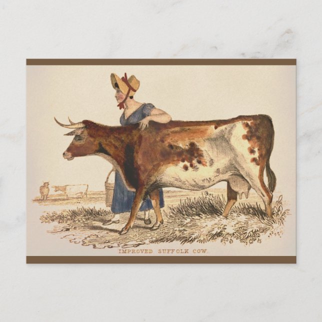 Carte Postale Vache Suffolk - Russe Vintage Pays Agritourisme Ar (Devant)