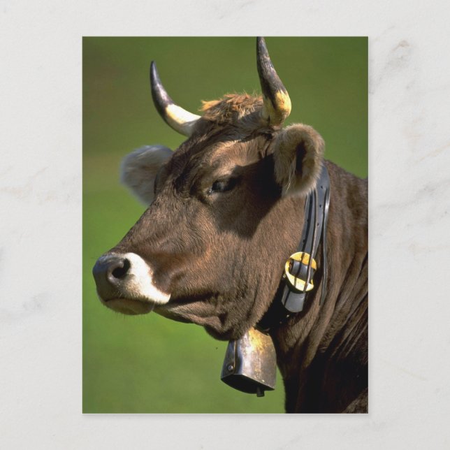 Carte Postale Vache typique (Devant)