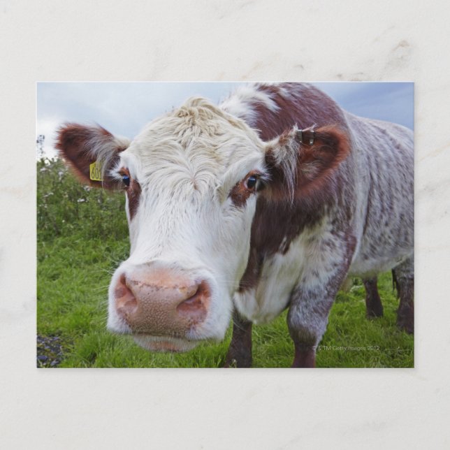 Carte Postale Vache unique qui regarde dans la caméra (Devant)