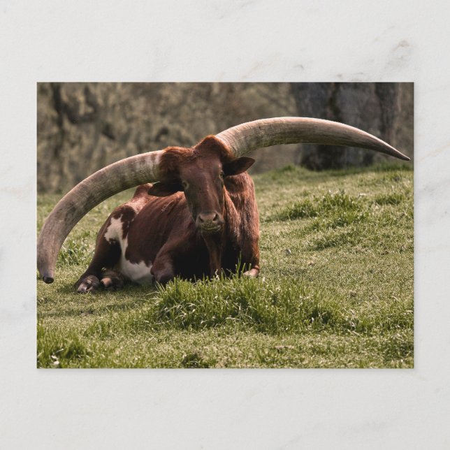 Carte Postale Vache Watusi (Devant)