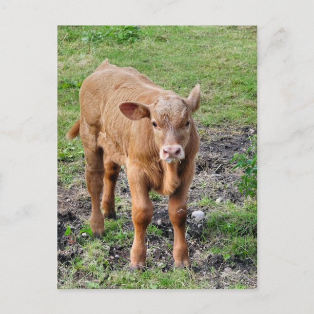 CARTE POSTALE VACHES (Devant)