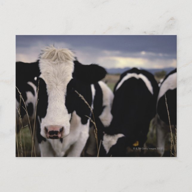 Carte Postale Vaches 3 (Devant)