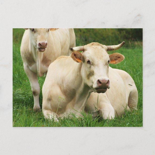 Carte Postale Vaches Aubrac dans un champ (Devant)