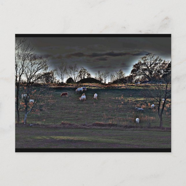 Carte Postale Vaches chatoyantes (Devant)