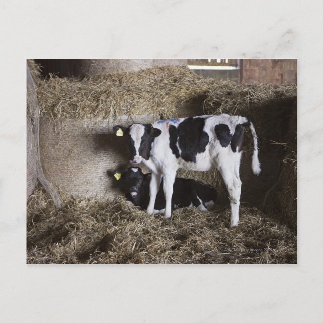 Carte Postale Vaches dans la grange 3 (Devant)