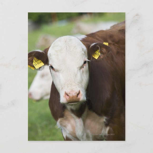 Carte Postale Vaches dans le pâturage, gros plan (Devant)