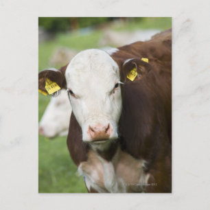 Carte Postale Vaches dans le pâturage, gros plan