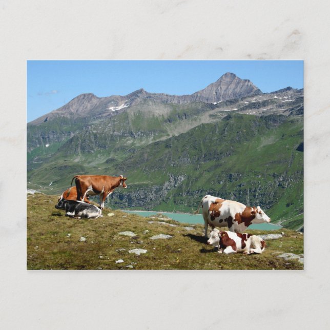 Carte Postale Vaches Dans Les Montagnes (Devant)