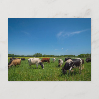Carte Postale Vaches dans un champ