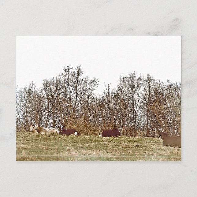 Carte Postale Vaches dans un champ (Devant)