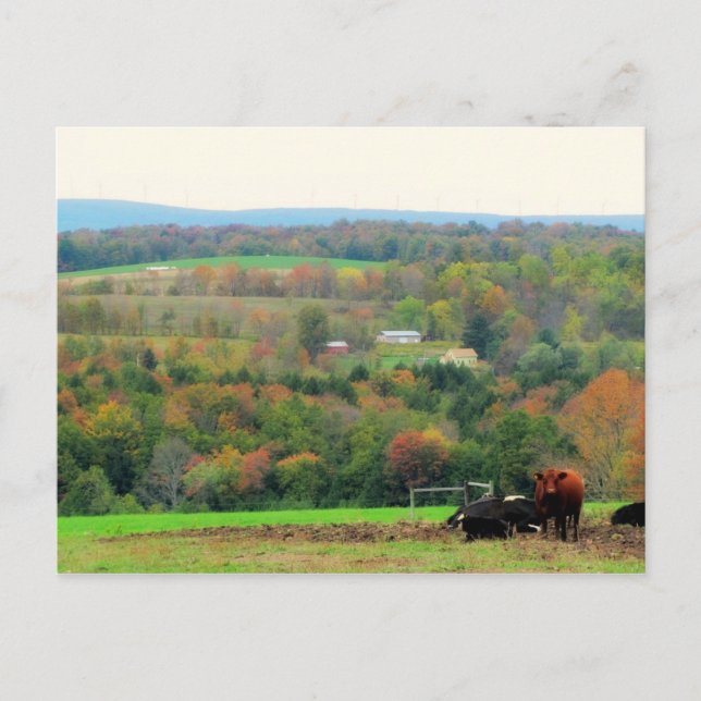 Carte Postale Vaches d'automne (Devant)