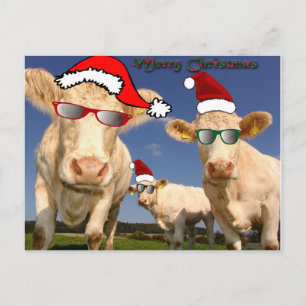 Carte postale Vaches de Noël