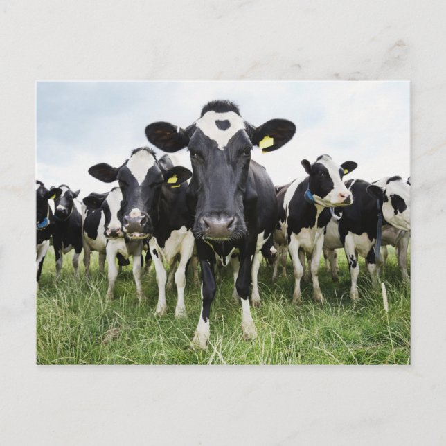 Carte Postale Vaches debout dans une rangée regardant la caméra (Devant)