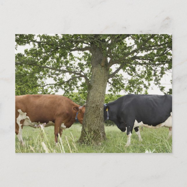 Carte Postale Vaches debout face à face derrière l'arbre (Devant)