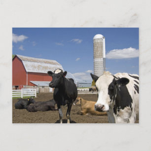 Carte Postale Vaches devant une grange rouge et un silo dans une