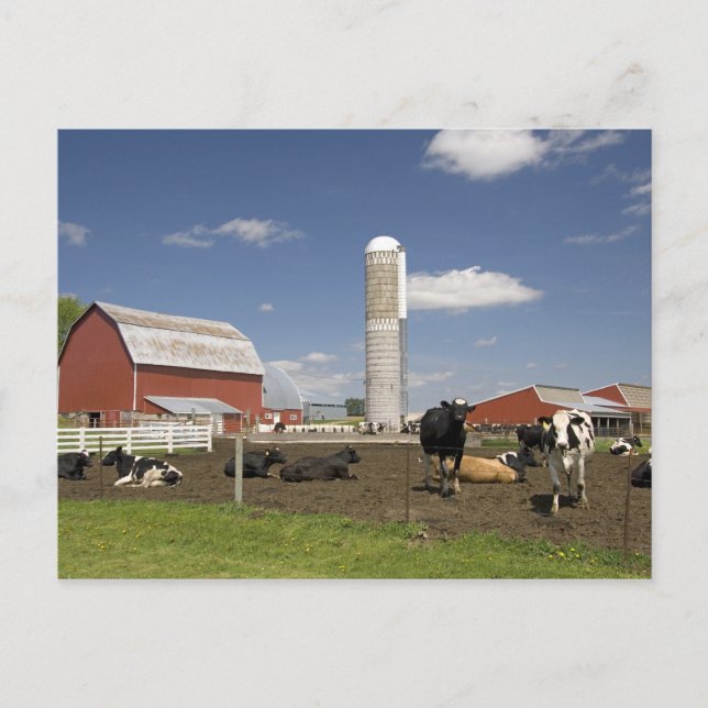 Carte Postale Vaches devant une grange rouge et un silo dans une (Devant)