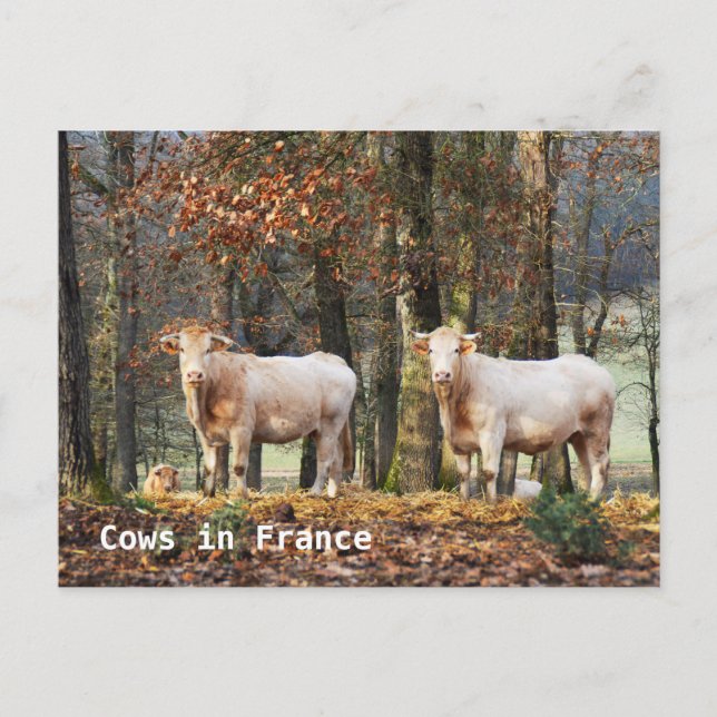 Carte Postale Vaches en France (Devant)
