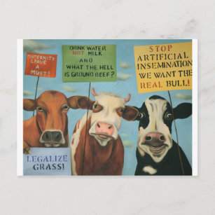 Carte Postale Vaches en grève