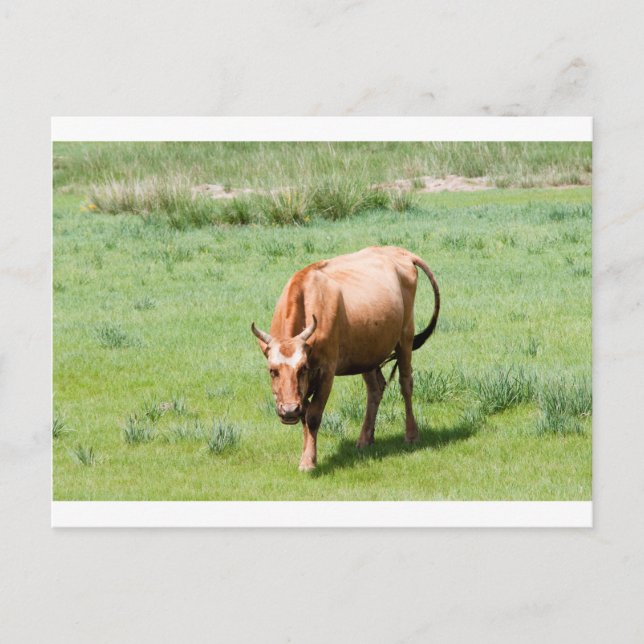 Carte Postale vaches et taureaux (Devant)