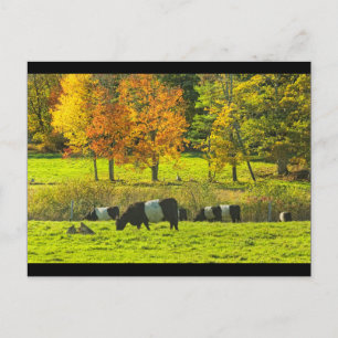 Carte Postale Vaches Galloway Ceinturées Sur Rockport Maine Farm
