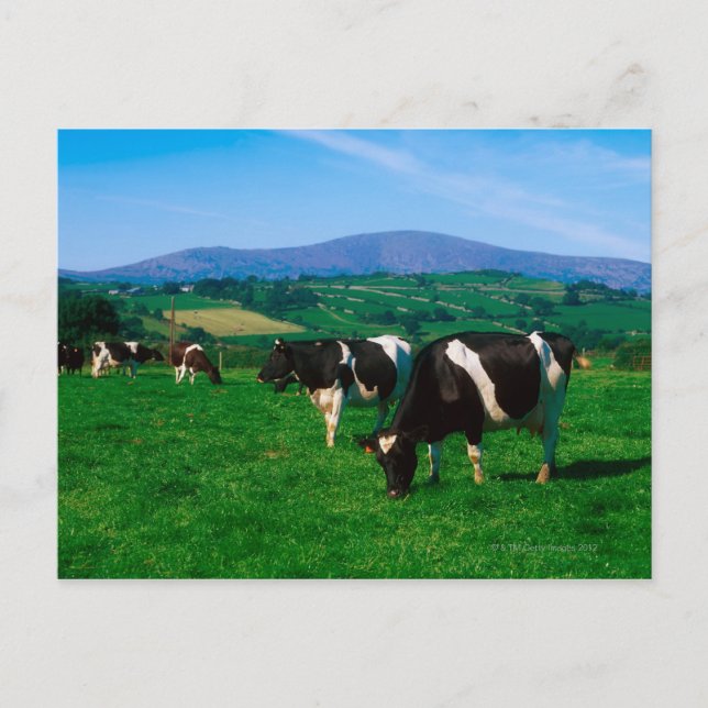 Carte Postale Vaches Holstein-Friesian près de Borris, Comté (Devant)
