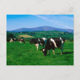 Carte Postale Vaches Holstein-Friesian près de Borris, Comté