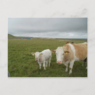 CARTE POSTALE VACHES IRLANDAISES