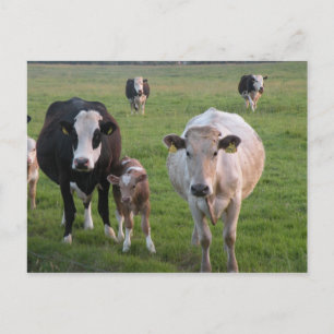 Carte Postale Vaches irlandaises
