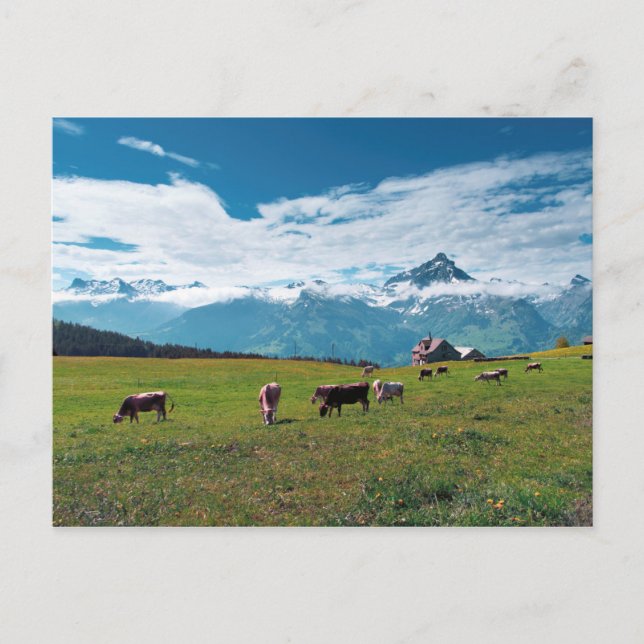 Carte Postale Vaches joyeuses sur la ferme en Suisse (Devant)