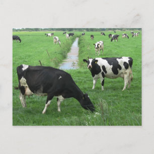 Carte postale Vaches laitières