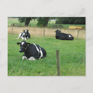 Carte postale Vaches laitières