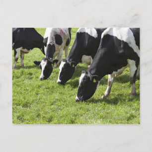 Carte Postale Vaches laitières broutant dans les pâturages