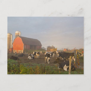 Carte Postale Vaches laitières Holstein à l'extérieur d'une gran