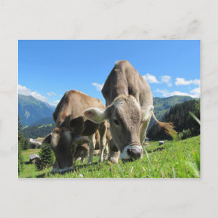 Carte Postale Vaches mangeant de l'herbe