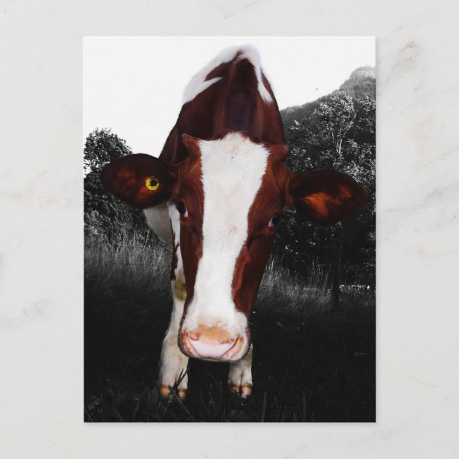 Carte Postale Vaches - pas toujours Noir et Blanc (Devant)