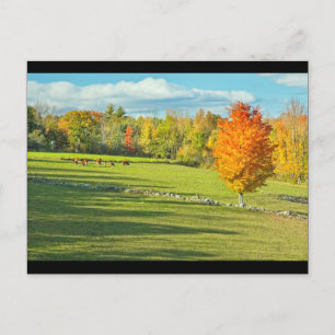 Carte Postale Vaches pâturage dans la ferme d'automne colorée te