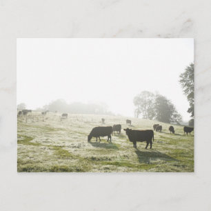 Carte Postale Vaches pâturant dans le champ à la lumière du mati