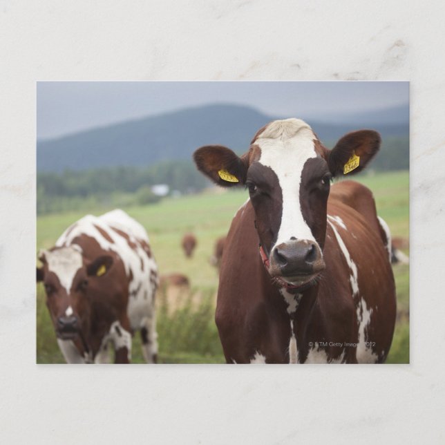 Carte Postale Vaches pâturantes (Devant)